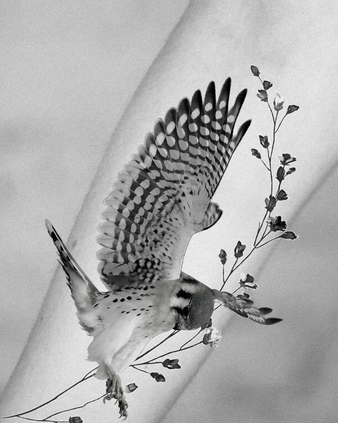 Inksearch tattoo Black Moth Tattoo & Piercing